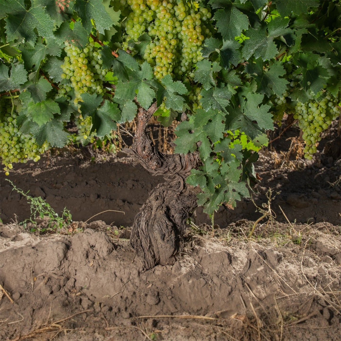 ESCALA HUMANA WINES エスカラ ウマナ ワインズ - LIVVERÁ MALVASIA 2024 リヴェラ マルヴァシア 2024 ¡¡new!!
