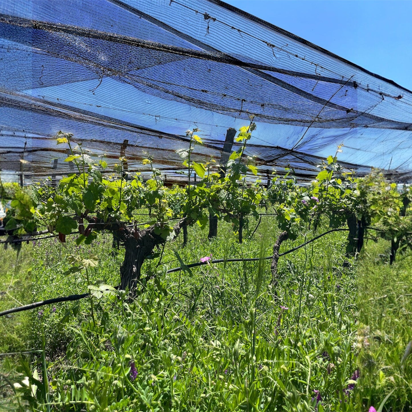 stella crinita ステラ クリニータ - Omaggio Cabernet Franc 2023 オマッジオ カベルネ フラン 2023 ＜Pet Nat ペットナット（弱発泡性）＞ ¡new vintage!