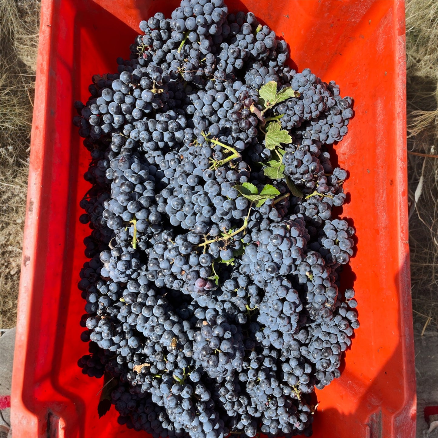 CANOPUS カノプス - NOX  BURBUJAS 2022 ノックス ブルブハス 2022＜Frizzante フリッツァンテ（弱発泡性）＞