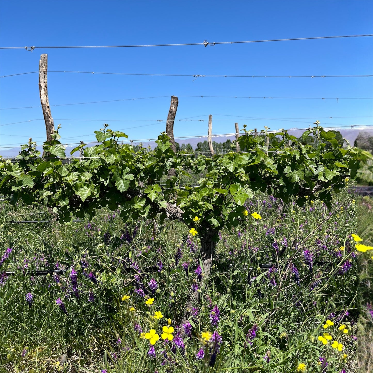 CANOPUS カノプス - NOX  BURBUJAS 2022 ノックス ブルブハス 2022＜Frizzante フリッツァンテ（弱発泡性）＞